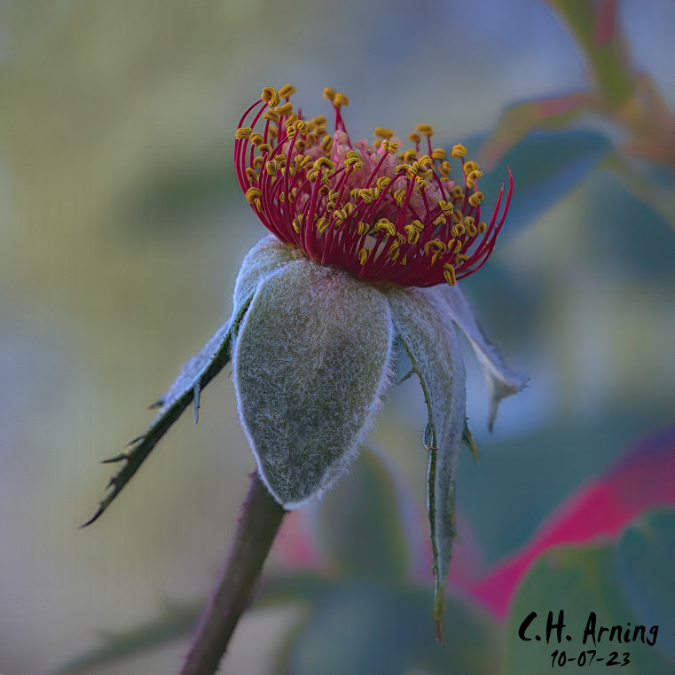Absent Petals