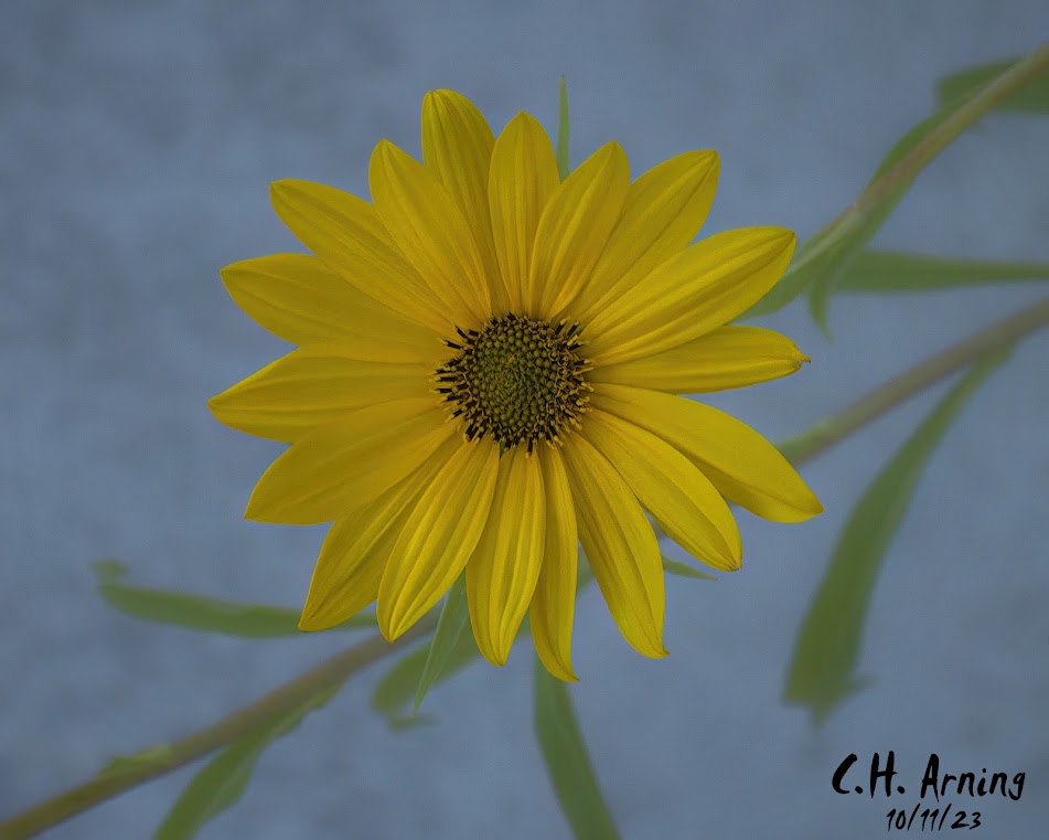 Yellow Elegance