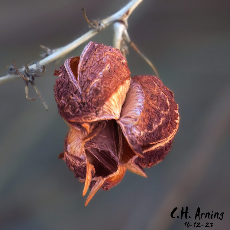 Autumn's Embrace