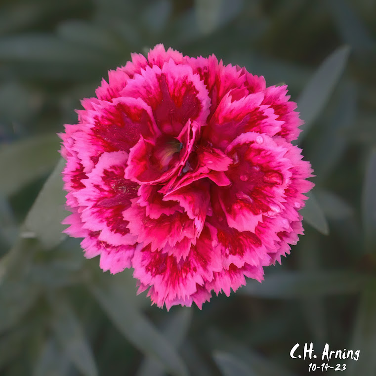 Crimson Radiance