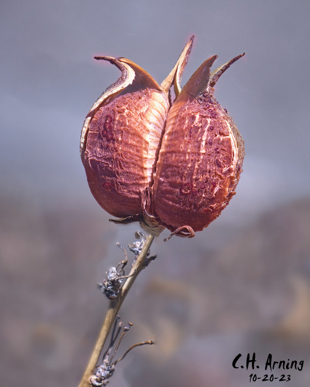 Nature's Jewel