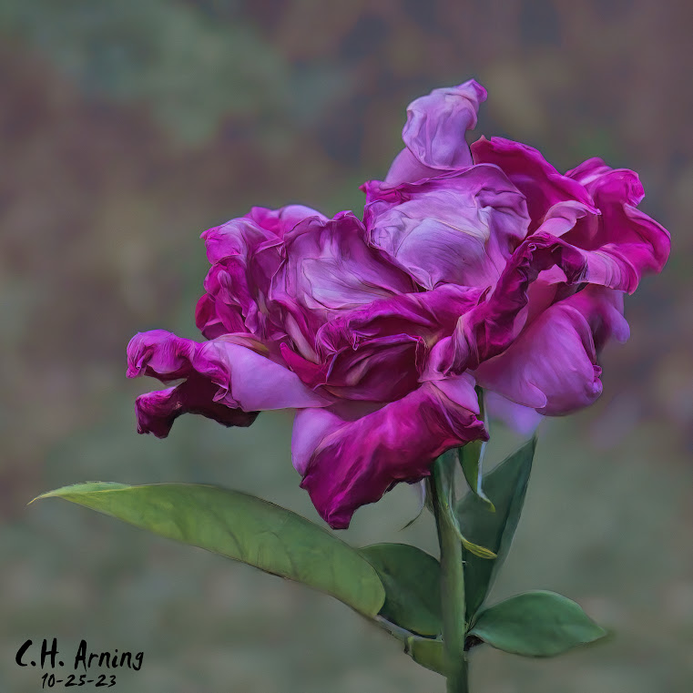 Fading Elegance