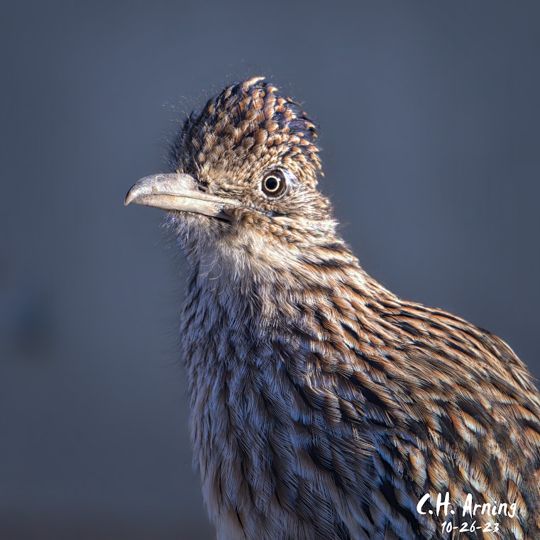 Majestic Stare