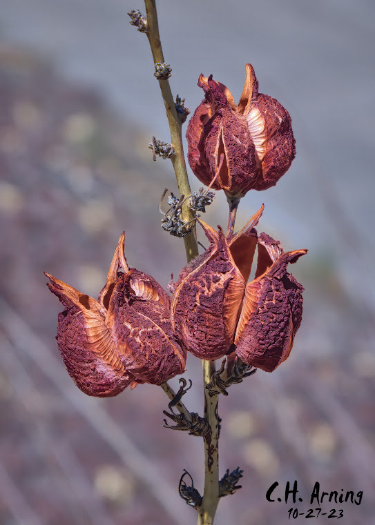 Podded Jewels