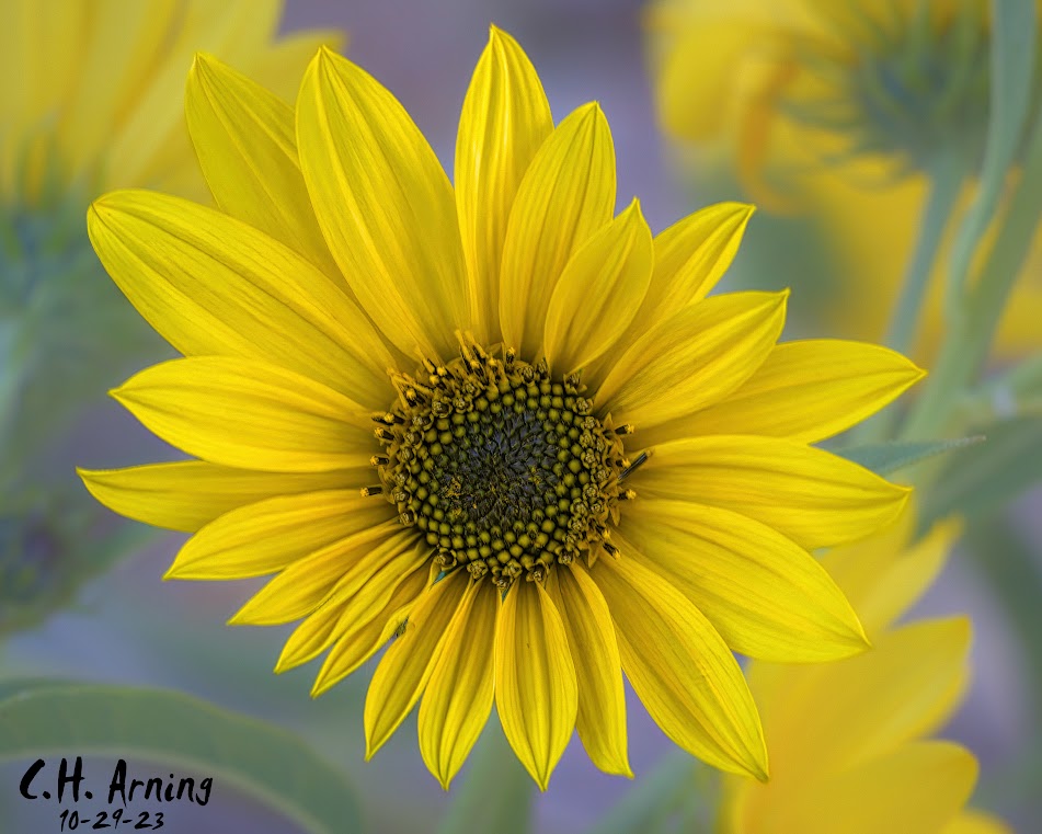 Yellow Elegance