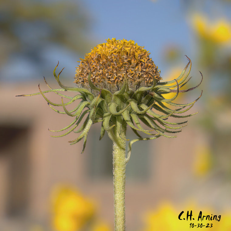 Nature's Crown