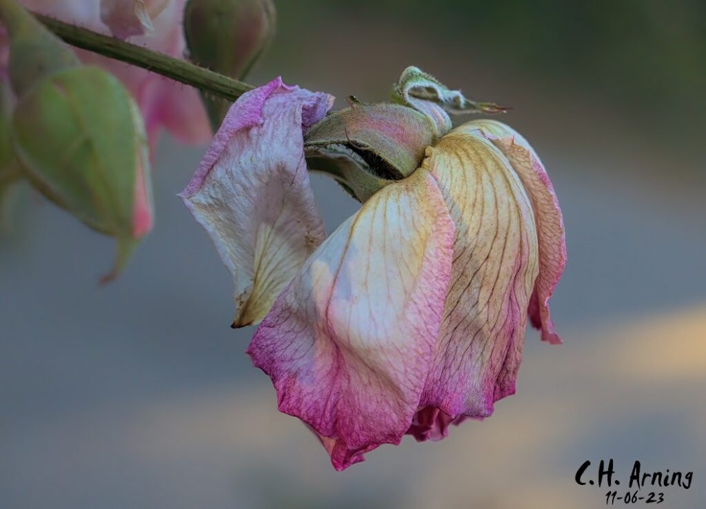 Aged Petals