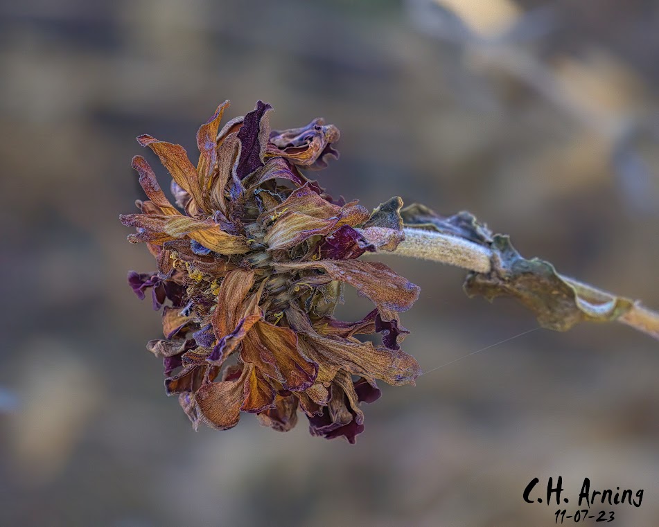 Withered Elegance