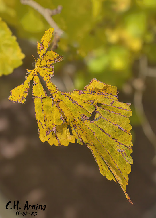 Nature's Lace