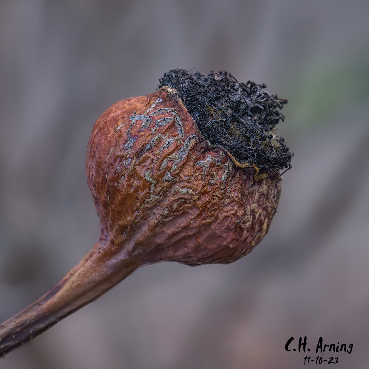 Autumn's Remnant