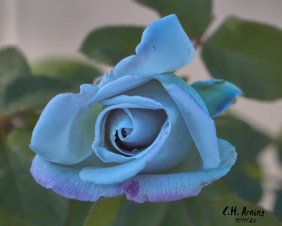 Valor's Blossom