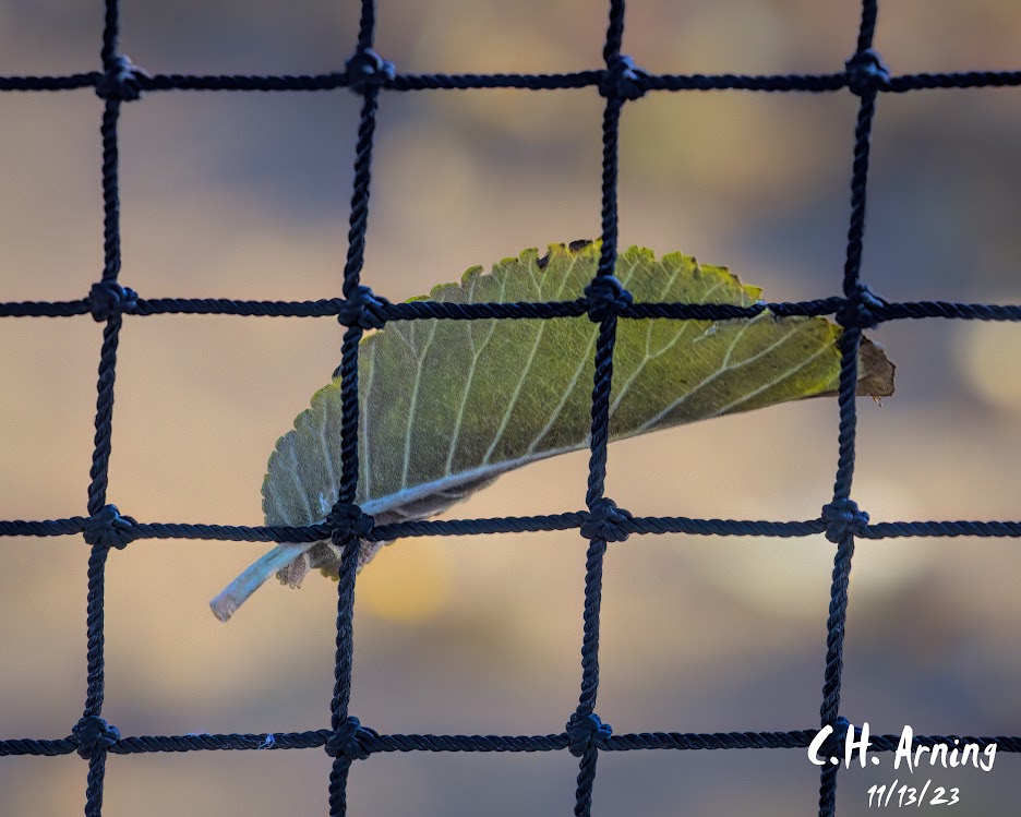 Netted Fall