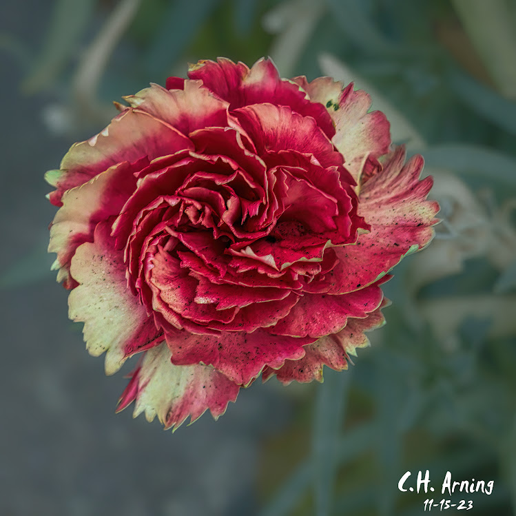 Scarlet Flourish