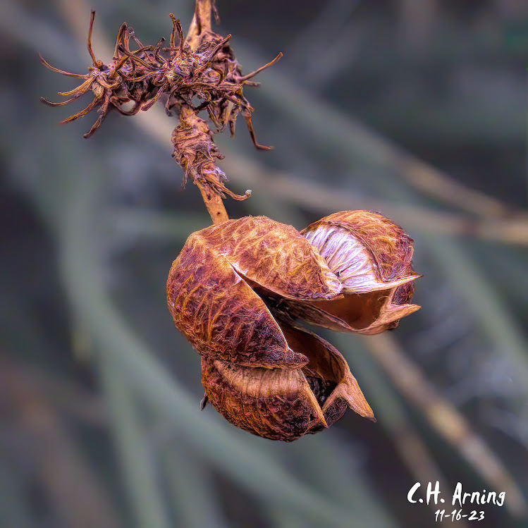 Crimson Curl