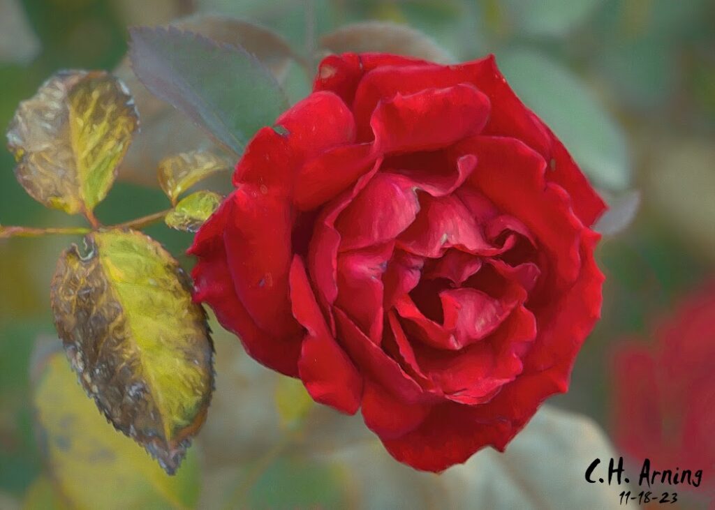 Red Elegance