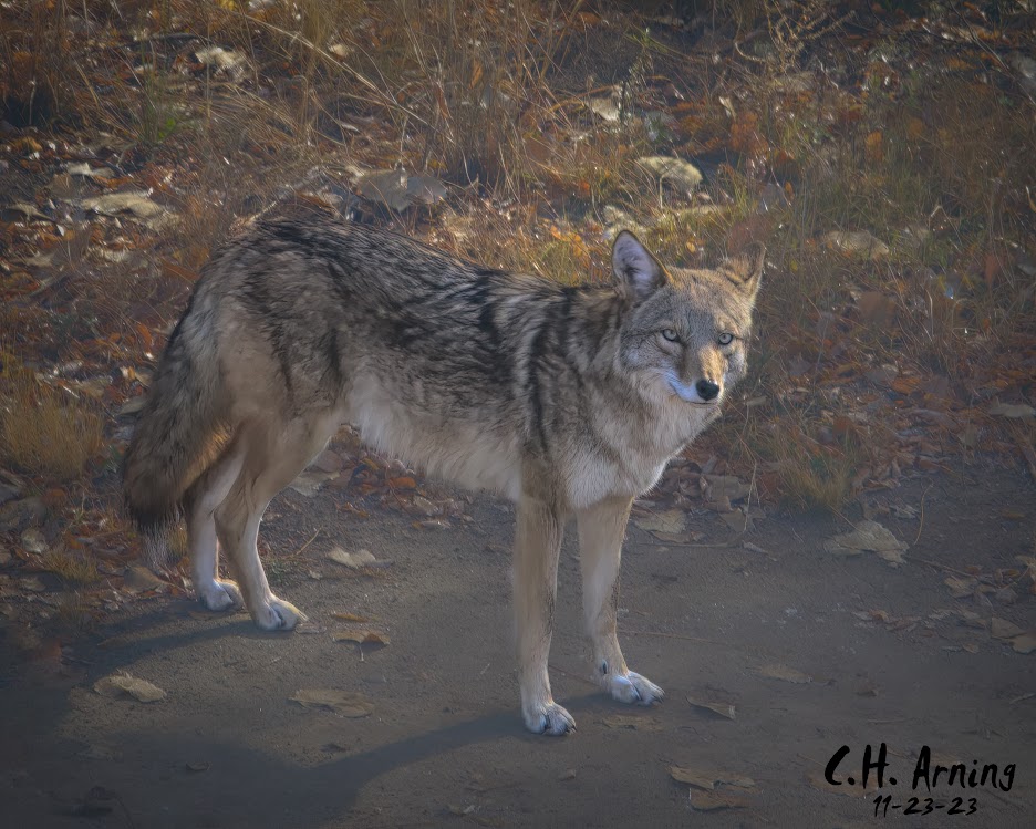 Nature's Prowler