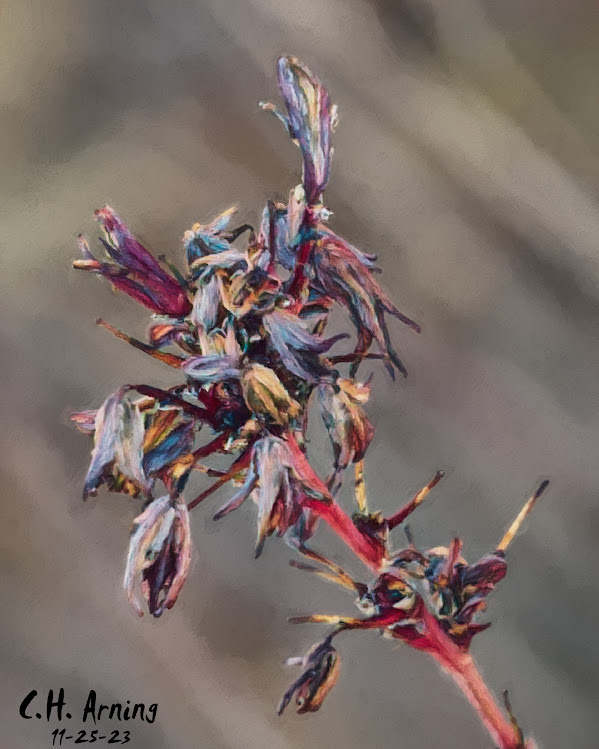 Fading Flourish