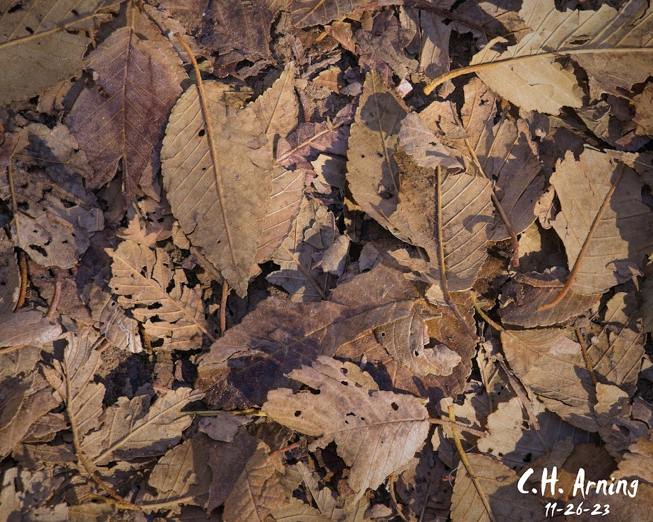 Autumn's Carpet