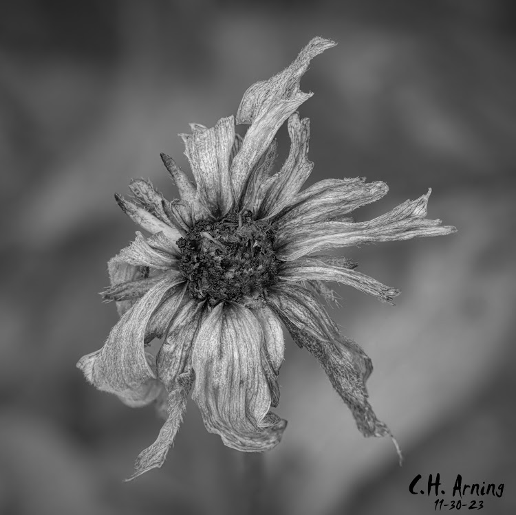 Withered Elegance