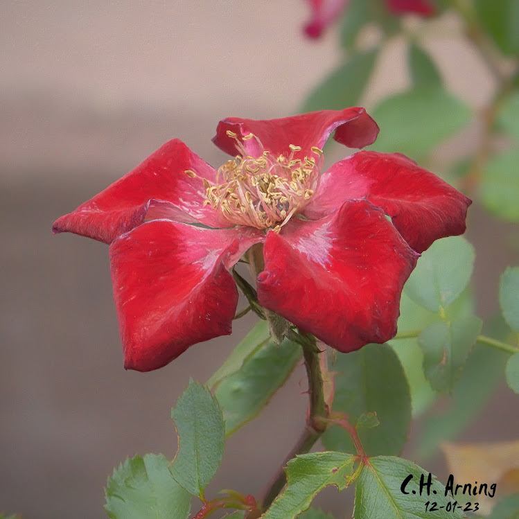 Petal's Twilight