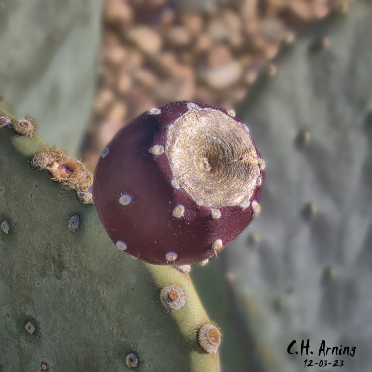 Desert Jewel
