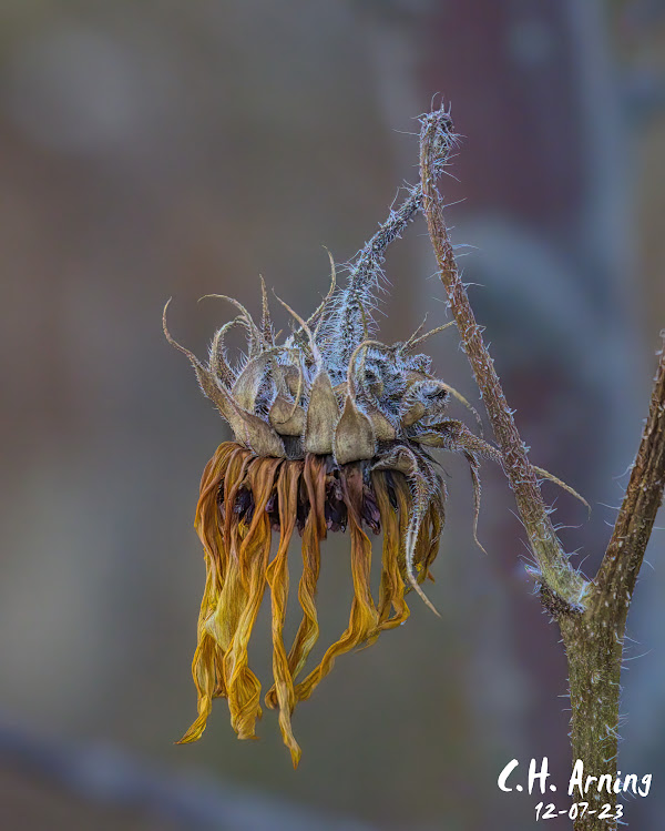 Winter's Relic