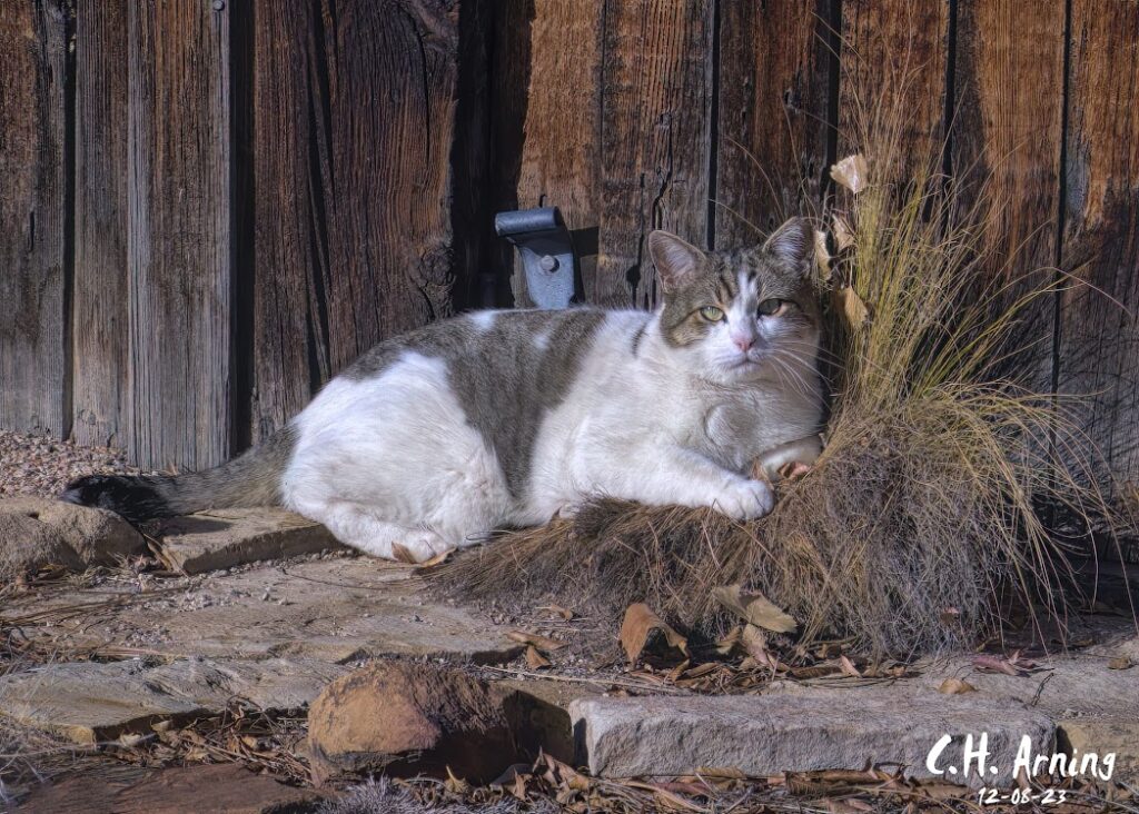 Whiskered Watch