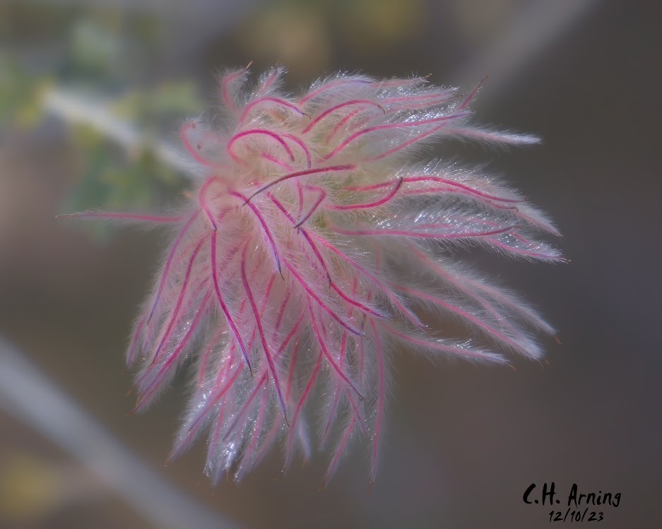 Soft Radiance
