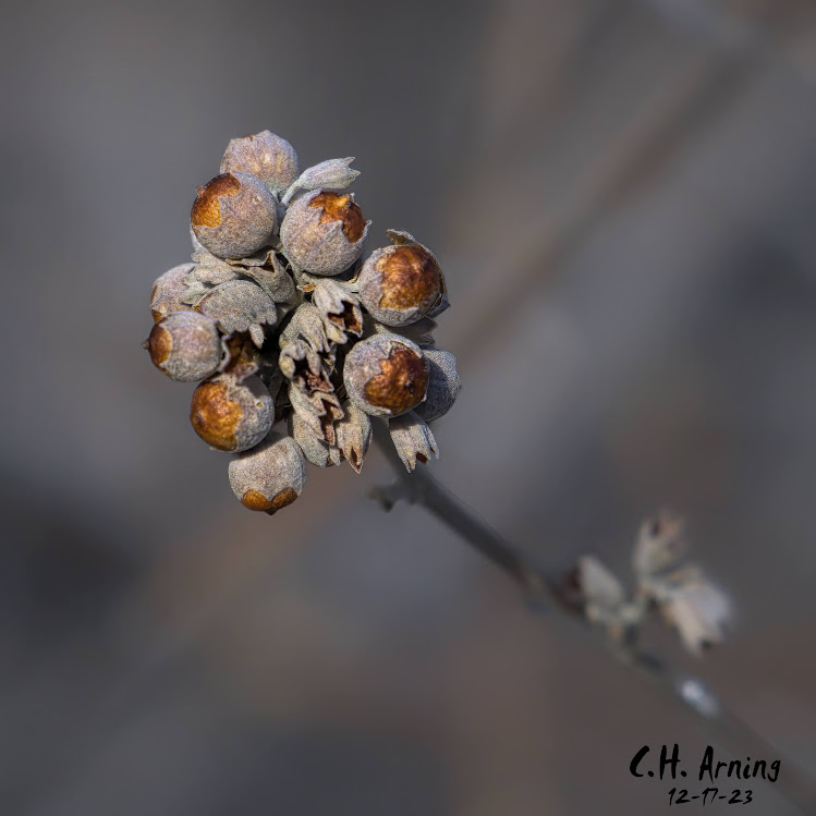 Nature's Ornaments