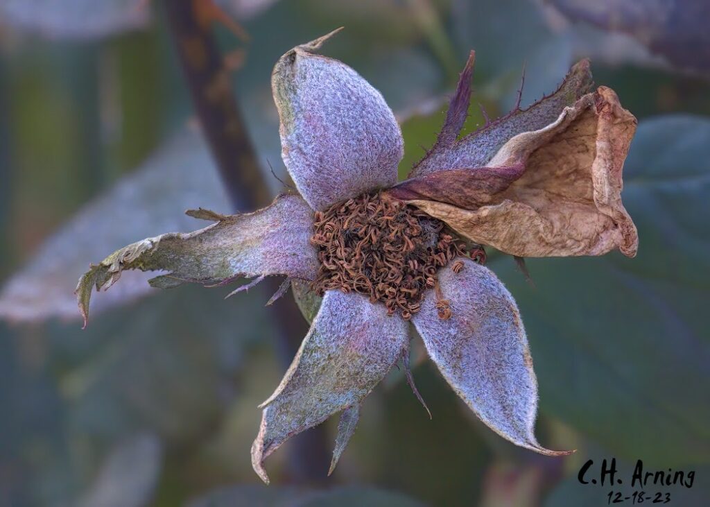 Petal Wither