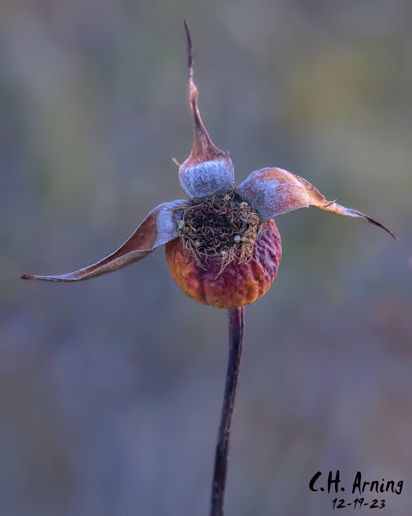 Seed's Beginning