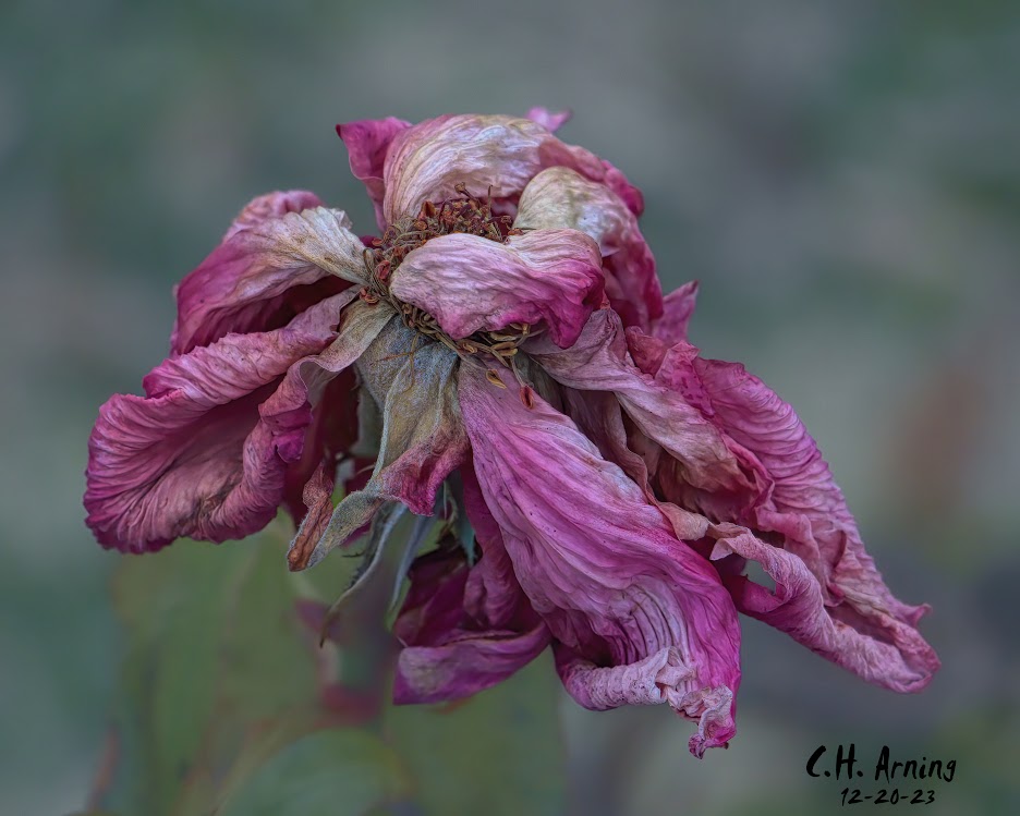 Rose Remnant