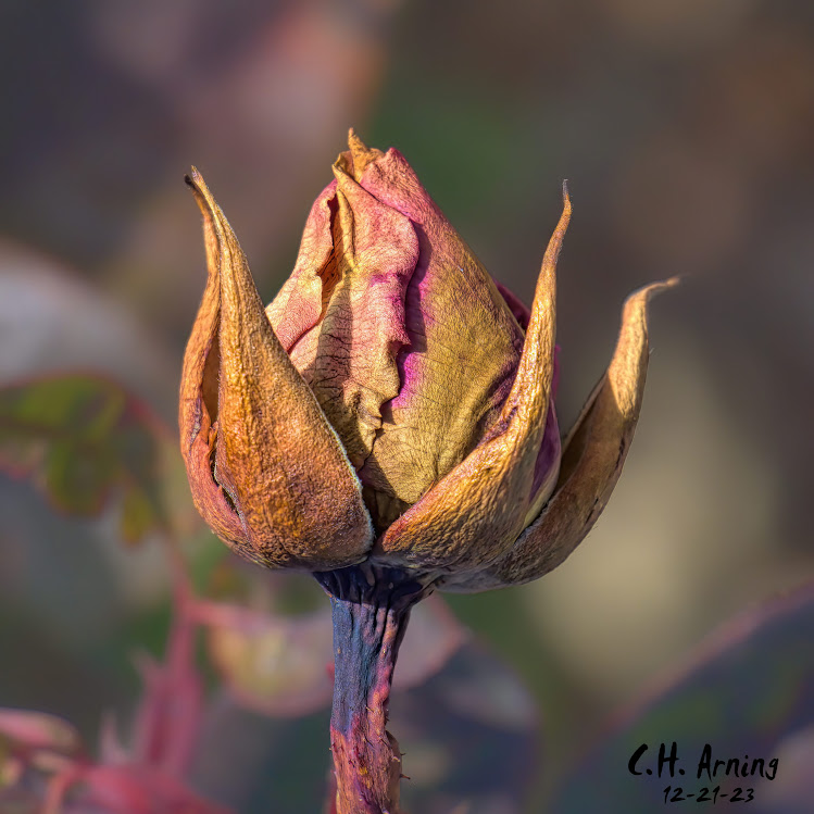 Dusky Beauty