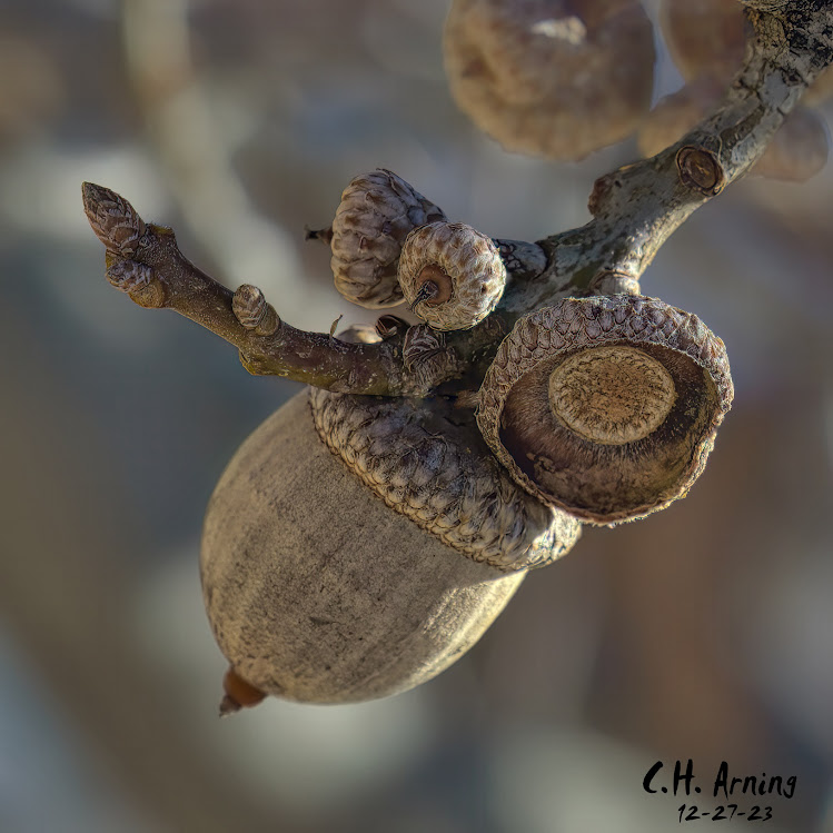 Oak Jewels