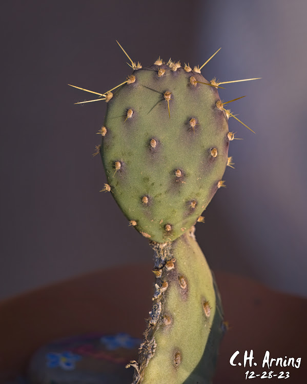 Prickly Profile
