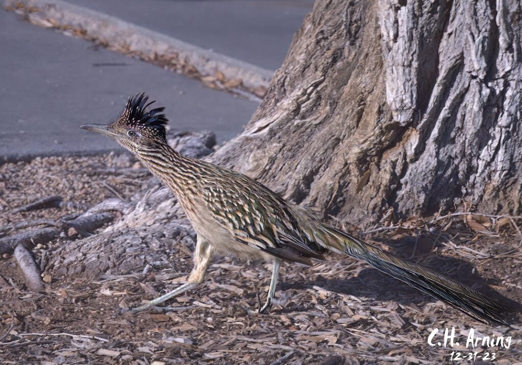 Nature's Sprinter