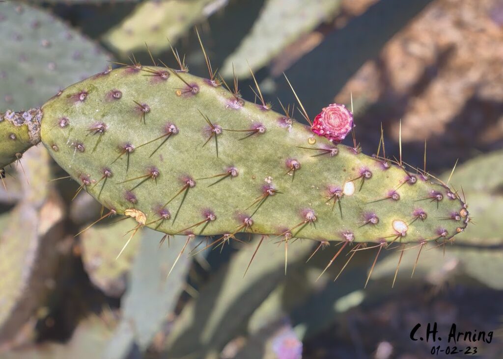 Arid Elegance