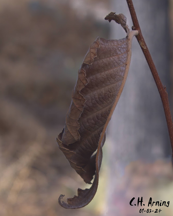 Nature's Curl