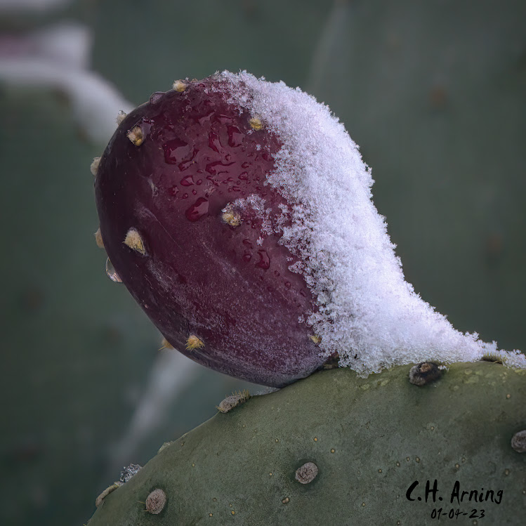 Winter's Touch