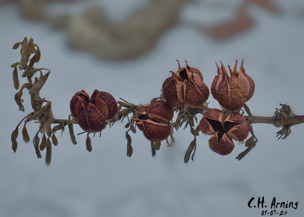 Nature's Ornaments