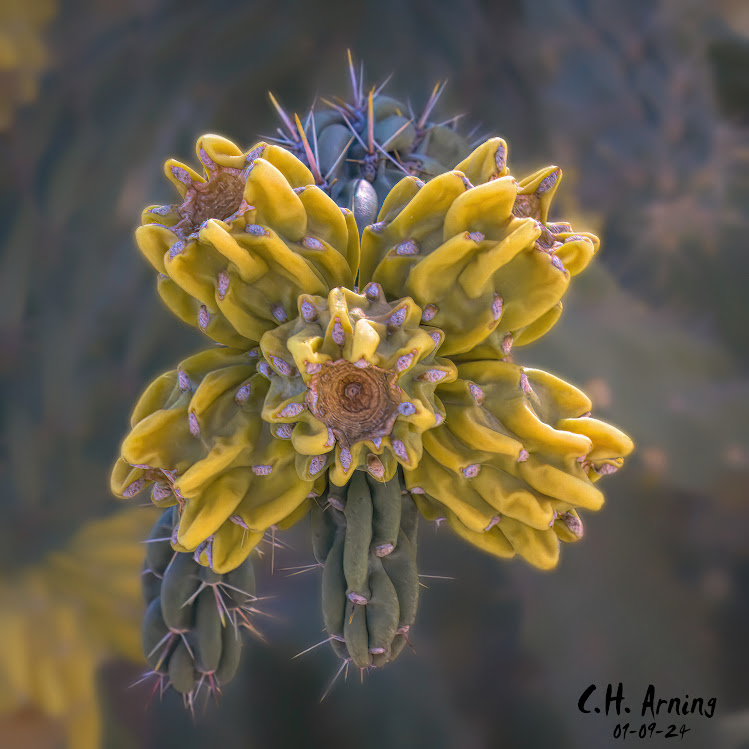 Desert Crown