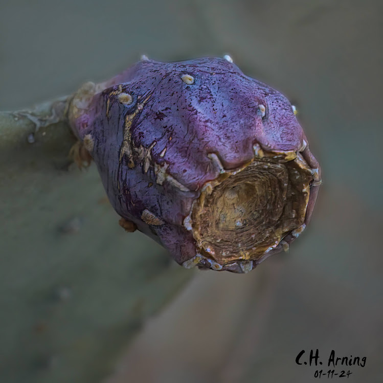 Cactus Jewel
