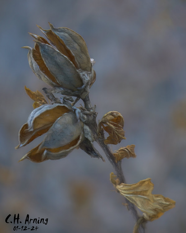Brittle Beauty