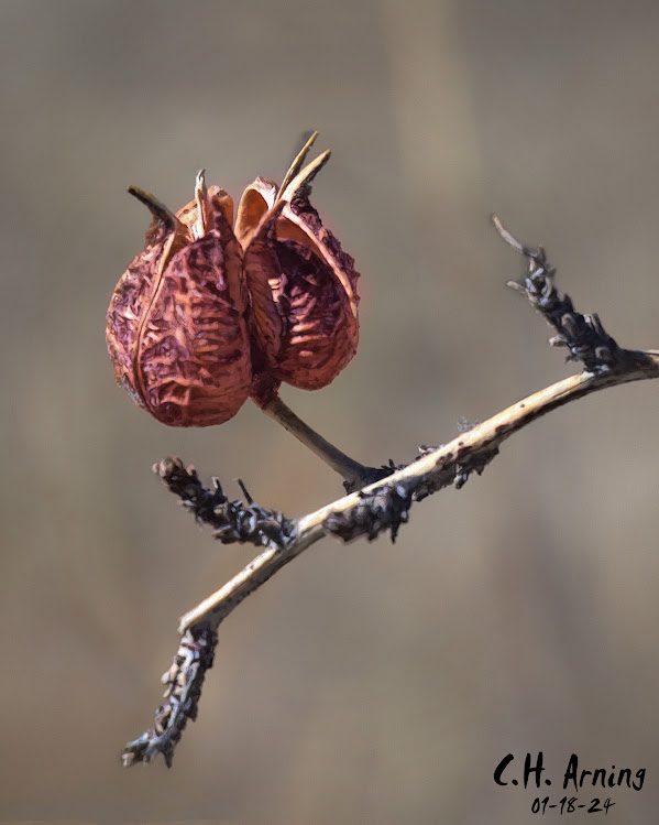 Arid Beauty