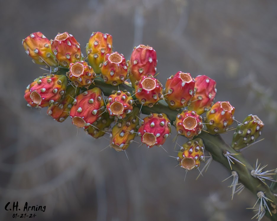 Desert Jewels