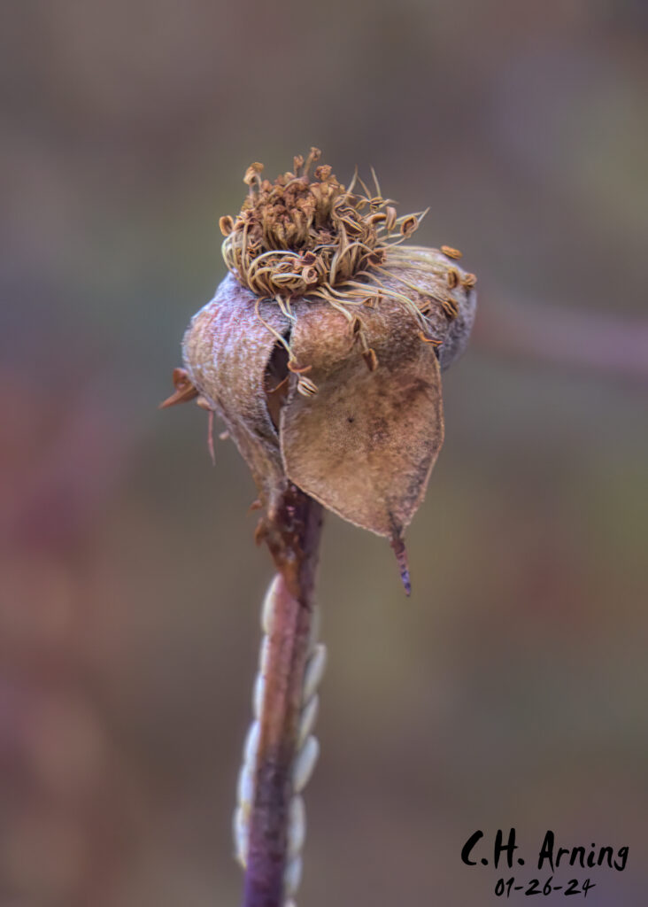 Season's End