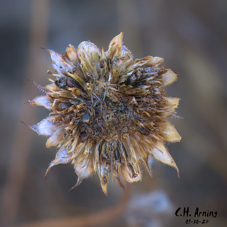 Winter's Crown
