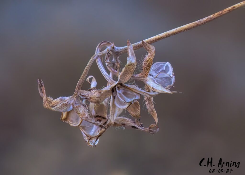 Twisted Remains