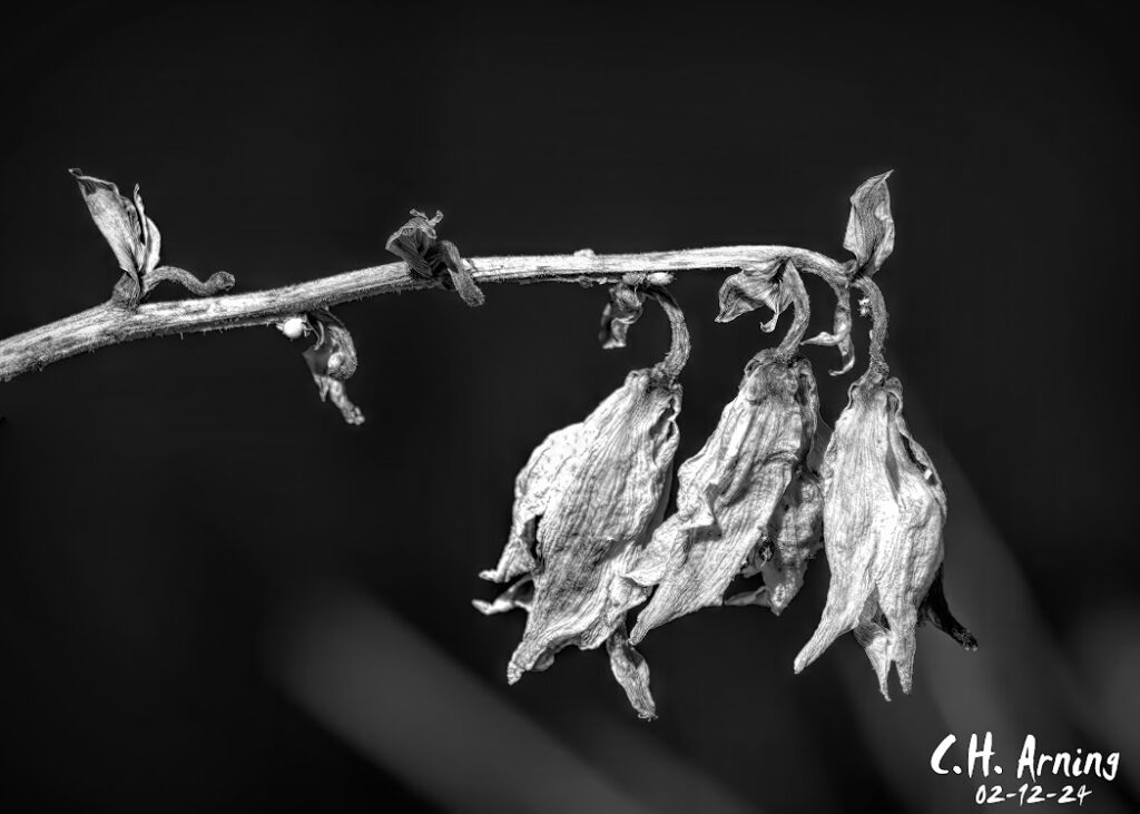 Wilting Wonders