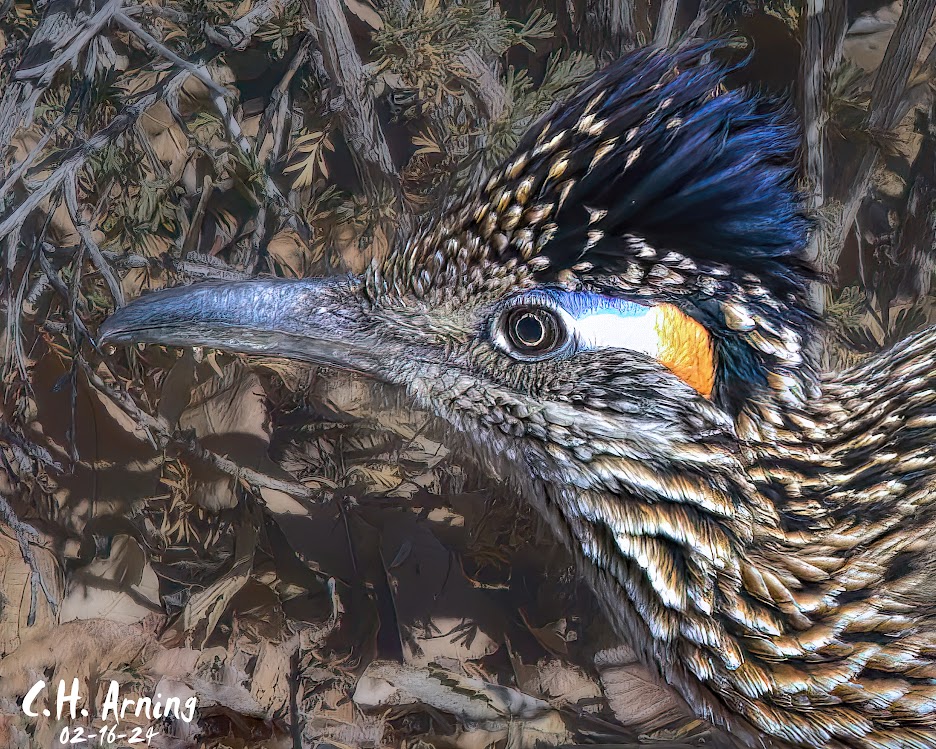Wild Elegance
